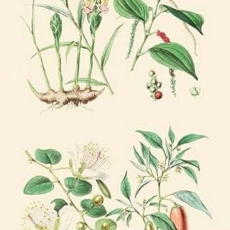 Spice Plants. Ginger