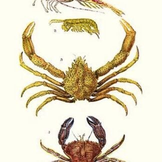 Spider Crab