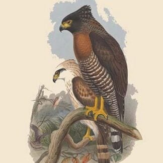 Spilonoris Rufipectus - Rufous-Breasted Spilornis by John Gould