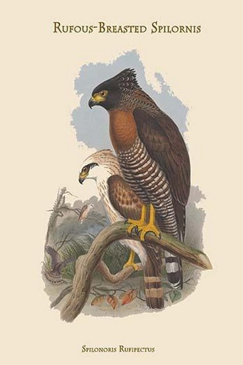 Spilonoris Rufipectus - Rufous-Breasted Spilornis by John Gould