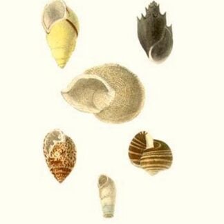 Spiral Shells By John Mawe