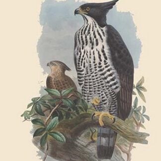 Spizaetus Alboniger Nisaetus - Blyth's Hawk Eagle by John Gould
