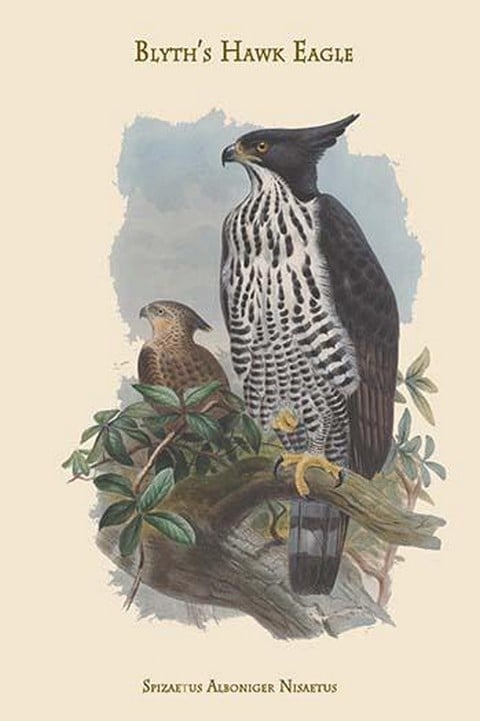 Spizaetus Alboniger Nisaetus - Blyth's Hawk Eagle by John Gould