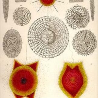 Sponge type Radiolaria and Coccodiscus Darwinii by Ernst Haeckel