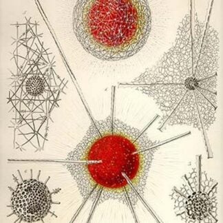 Spongospaera Streptacantha and Dictyosoma Trigonizon by Ernst Haeckel