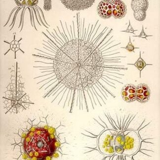 Spongospaera heliodes and Others by Ernst Haeckel