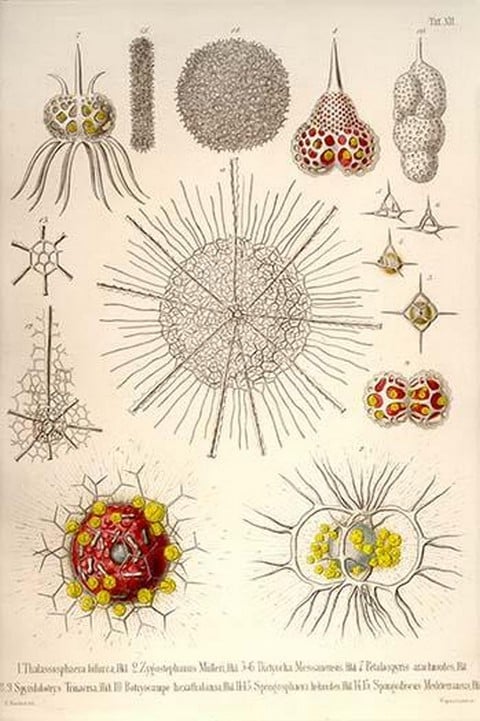Spongospaera heliodes and Others by Ernst Haeckel