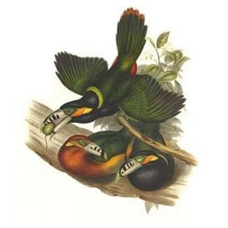 Spot Billed Toucanet by John Gould