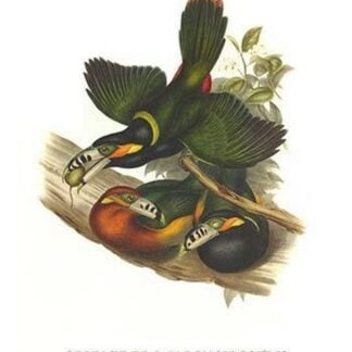 Spot Billed Toucanet by John Gould