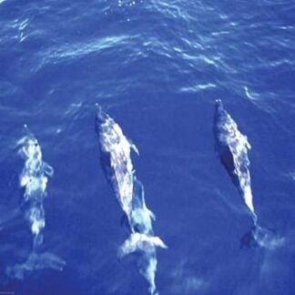 Spotted Dolphin by Cmdr. Grady Tuell