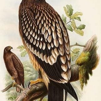 Spotted Eagle by John Gould