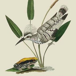 Spotted Kingfisher and a Singular Frog on the Coast of Malabar by J. Forbes