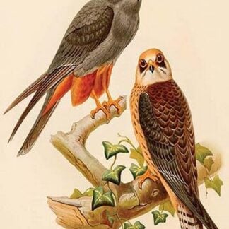 Spotted Redshank by John Gould