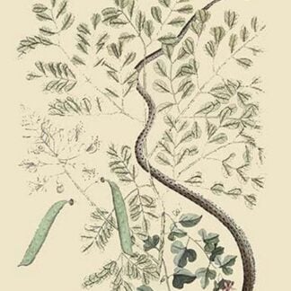 Spotted Ribbon Snake by Mark Catesby