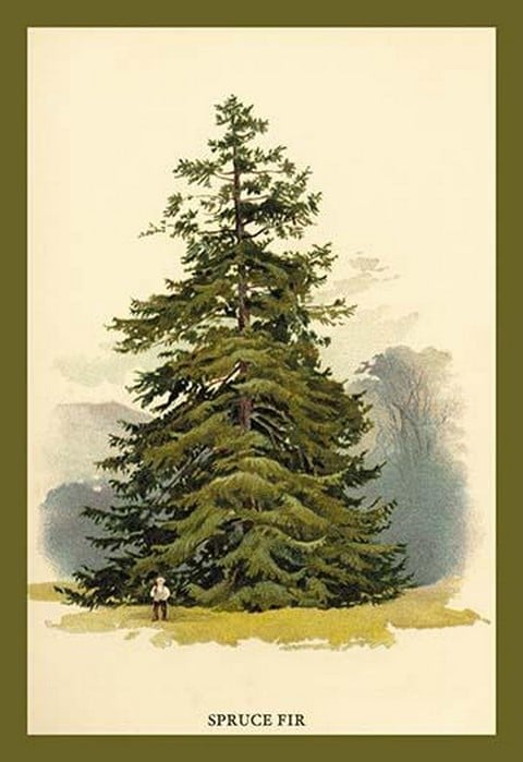 Spruce Fir Tree by W.H.J. Boot - Art Print