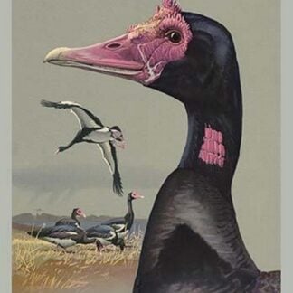 Spur Winged Goose by Louis Agassiz Fuertes