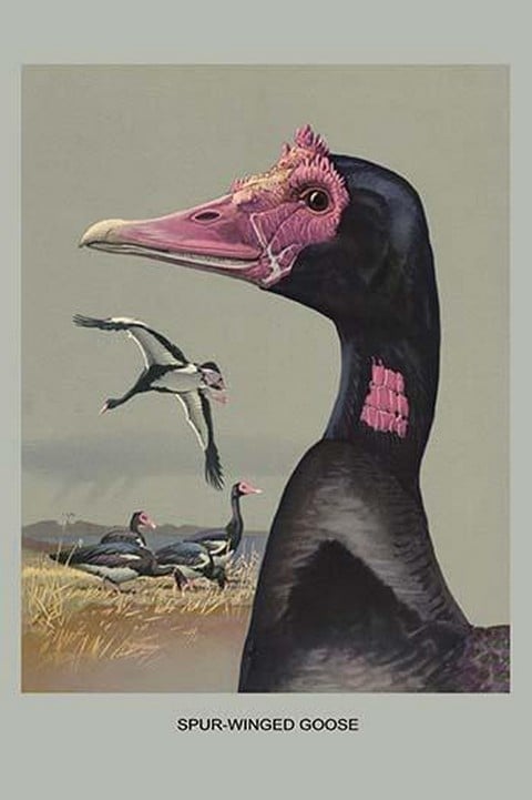 Spur Winged Goose by Louis Agassiz Fuertes
