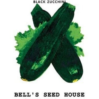 Squash: Black Zucchini