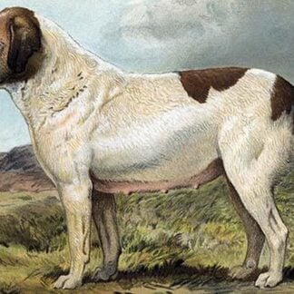St. Bernard by Vero Shaw