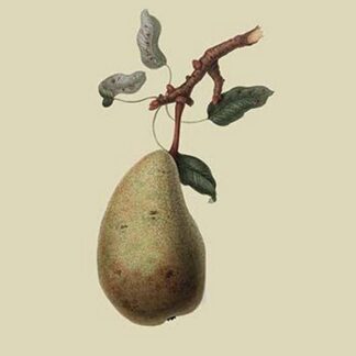 St. Germain Pear by William Hooker #2
