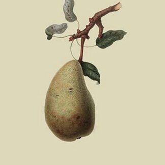 St. Germain Pear by William Hooker