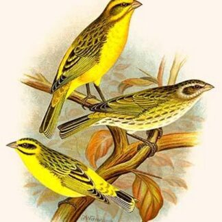 St. Helena Seed Eater & Green Singing Finch by Frederick William Frohawk