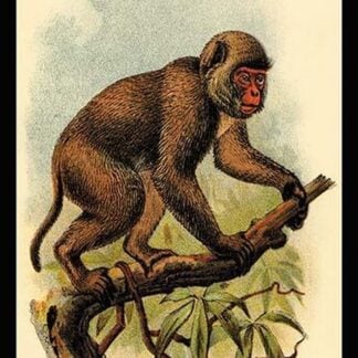 St. John's Macaque by G.R. Waterhouse