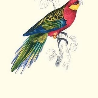 Stanley Parakeet Male - Platycercus Icterotis by Edward Lear