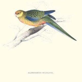 Stanley Parakeet Young Male - Platycercus Icterotis by Edward Lear