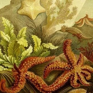 Starfish by Friedrich Wilhelm Kuhnert