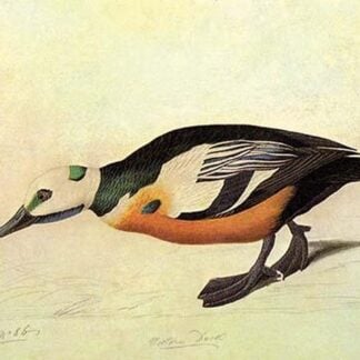 Stellers Eider by John James Audubon