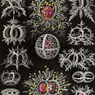 Stephoidea by Ernst Haeckel