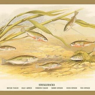 Sticklebacks by A.F. Lydon