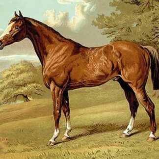 Stilton - A Hunter by Samuel Sidney