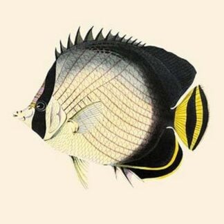 Stone Plank - Gal-Lellah by John Whitchurch Bennett