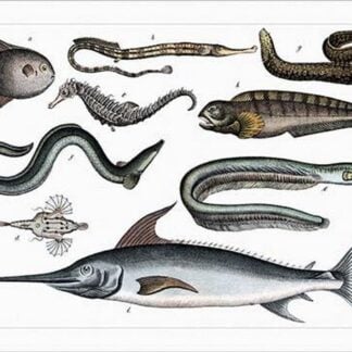 Strange Fish Shapes by Heinrich V. Schubert