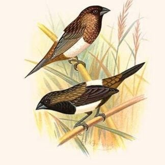 Striated Finch & Sharp tailed Finch by Frederick William Frohawk