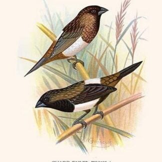 Striated Finch & Sharp tailed Finch by Frederick William Frohawk