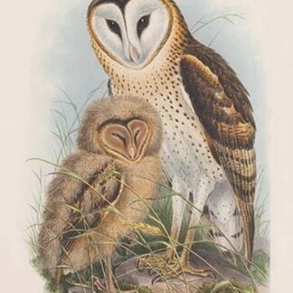 Strix Candida - Grass Owl by John Gould