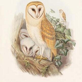Strix Flammea - Barn Owl by John Gould