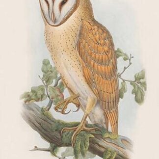 Strix Indica - Indian Screech Owl by John Gould