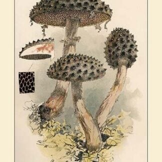Strobilomyces Strobilaleus by W. Hamilton Gibson