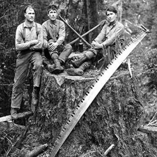 Stump by Darius Kinsey