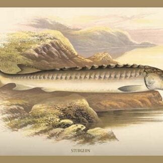 Sturgeon by A.F. Lydon