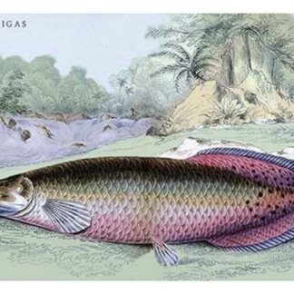 Sudis Gigas by Robert H. Schomburgk