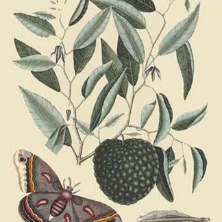 Sugar Apple & Carolina Moth by Mark Catesby