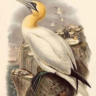 Sula Bassana - Gannet - Solan Goose by John Gould