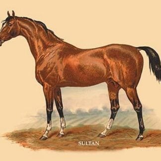 Sultan by L. Penicaut