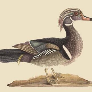 Summer Duck by Mark Catesby