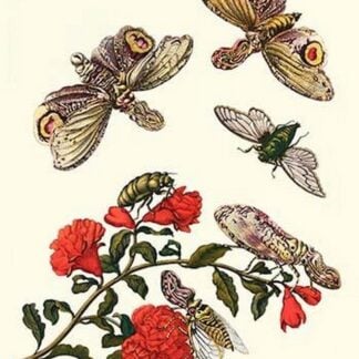 Sundown Cicada and a Peanut-headed Lantern Fly by Maria Sibylla Merian